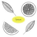 Lemon hand draw Isolated on white background. Royalty Free Stock Photo